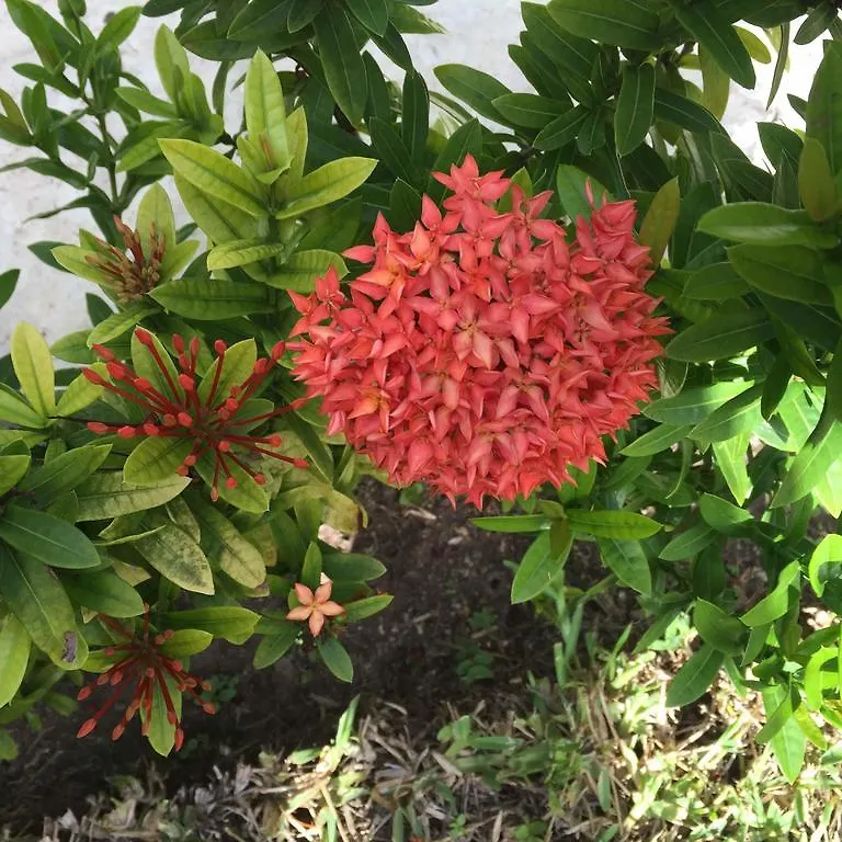 Casa Camelia B&B Playa del Carmen
